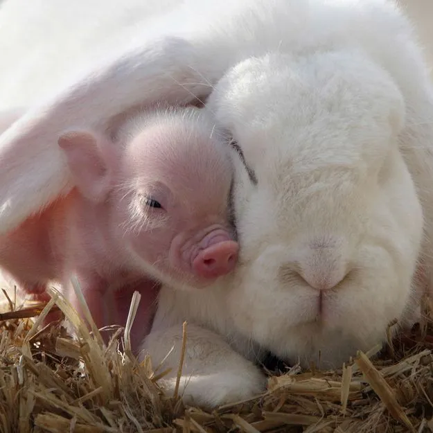 Los chanchitos más tiernos de la Tierra ~ #Like! ~ Infobae.com Los chanchitos más tiernos de la Tierra ~ #Like! ~ Infobae.com