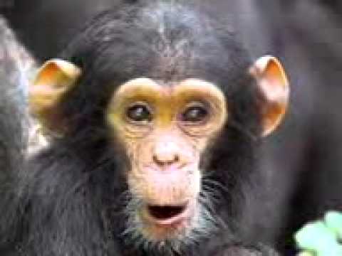 chango feliz - YouTube