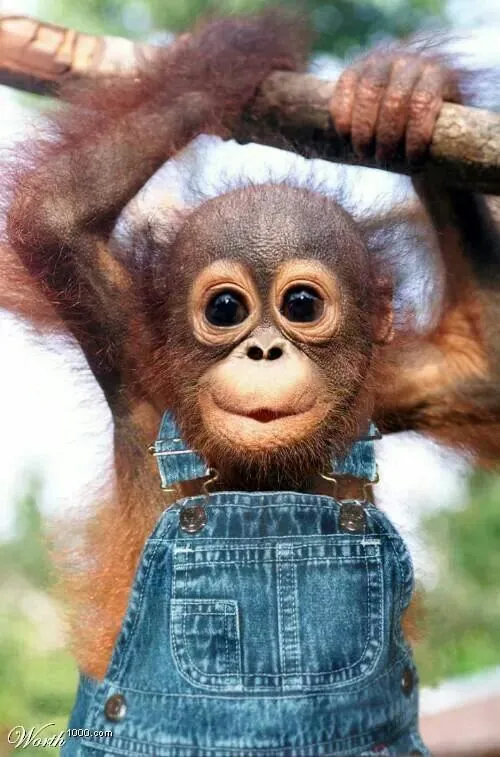 Chango con mezclilla | Animales tiernos | Pinterest Chango con mezclilla | Animales tiernos | Pinterest