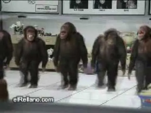 Changos Bailando - YouTube