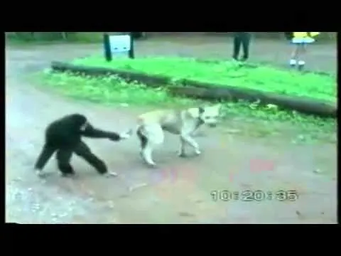 Changos Cabrones - YouTube