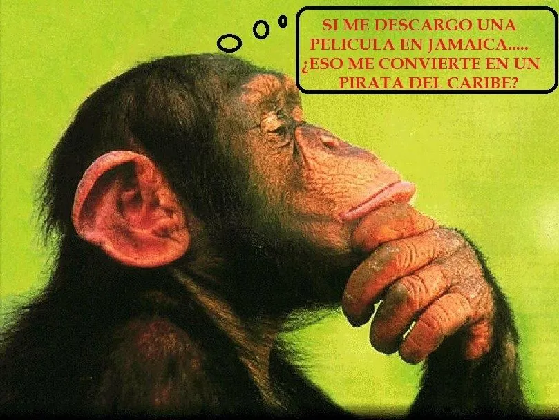 Changos graciosos con frases - Imagui
