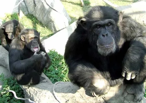 De changos zologico - Imagui