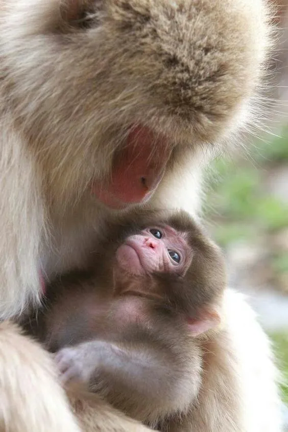 Changuito bebé | Changuitos Bebes | Pinterest | Beautiful, Mamá y Amor Changuito bebé | Changuitos Bebes | Pinterest | Beautiful, Mamá y Amor