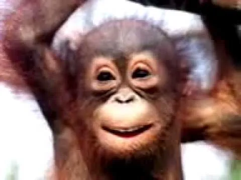 Changuito cantando Happy Birthday - YouTube