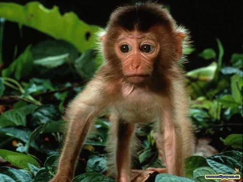 Mi changuito y yo! (@monkey_peeled) | Twitter Mi changuito y yo! (@monkey_peeled) | Twitter