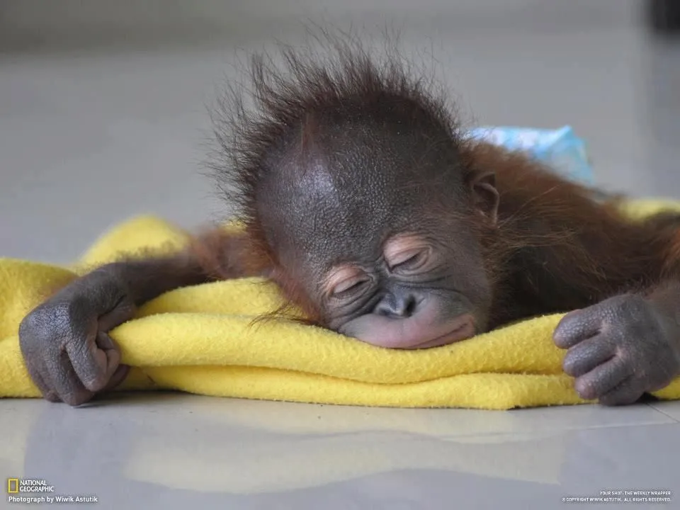 changuito+durmiendo+bebe+cria.jpg (960×720) | Changuitos ... changuito+durmiendo+bebe+cria.jpg (960×720) | Changuitos ...
