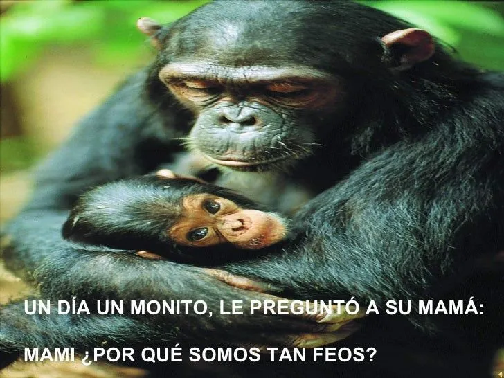 Changuitos imágenes - Imagui