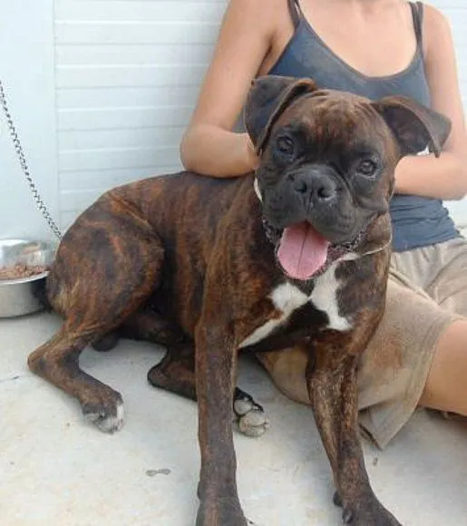 CHARLIE. Boxer atigrado 2 años, guapeton. SPAMA. Valencia CHARLIE. Boxer atigrado 2 años, guapeton. SPAMA. Valencia