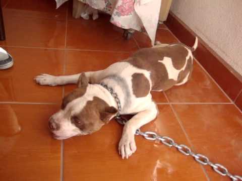 Chata10.MPG - YouTube