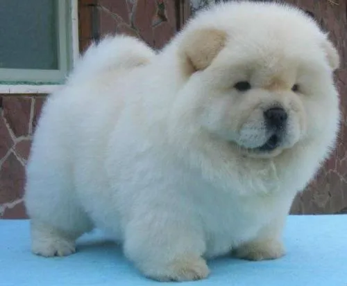 Chow chow blanco bebé - Imagui