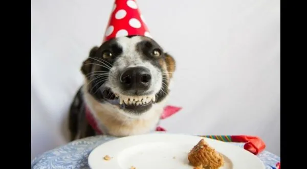 Checa las fotos de los animales más felices por su fiesta de ...