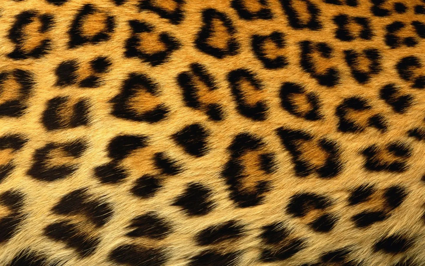 Cheetah vs. Leopard: Can you tell the difference? | Erica B.'s ...