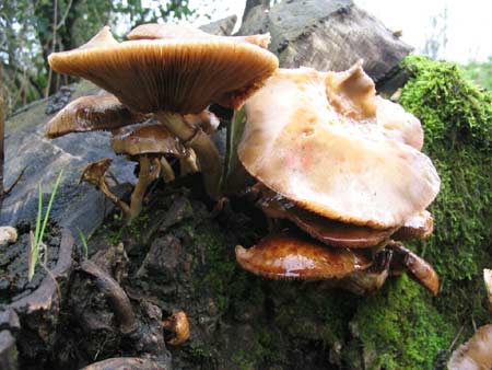 Chef Norberto Petryk, asesor en gastronomía: Champignons - hongos ...