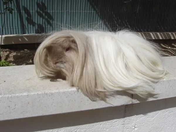Chic&Pet: Consejo Pet: COBAYA DE PELO LARGO Chic&Pet: Consejo Pet: COBAYA DE PELO LARGO