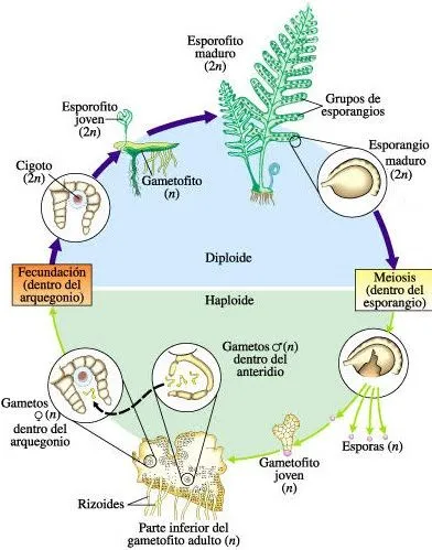 Ciclo de las plantas con flores - Imagui