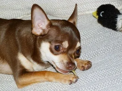 chiguagua | Cuidar de tu perro es facilisimo.com chiguagua | Cuidar de tu perro es facilisimo.com