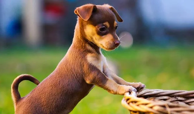 Chihuahua bebé - Imagui