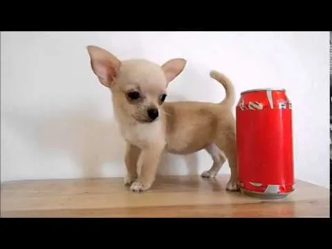 Chihuahua de Bolsillo en Venta - Teacup Chihuahua for Sale - YouTube Chihuahua de Bolsillo en Venta - Teacup Chihuahua for Sale - YouTube
