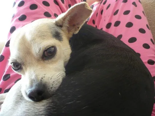 chihuahua | En busca de una segunda oportunidad chihuahua | En busca de una segunda oportunidad