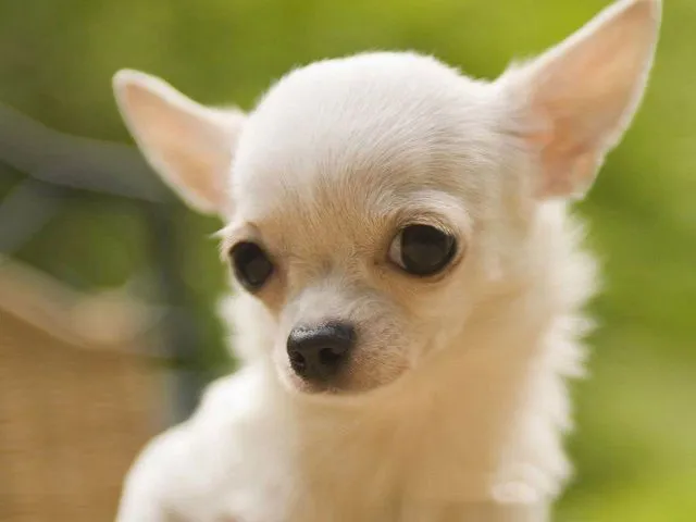 Chihuahua de cabeza de manzana | Mundo Perro