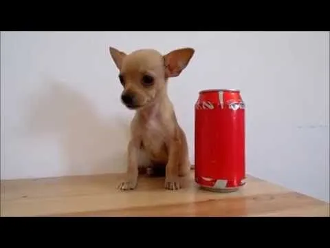 Chihuahua Cabeza de Venado Mini Toy - Bolsillo - Teacup - YouTube