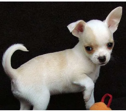 chihuahua cachorros a la venta 280 euros cada uno - clasificados chihuahua cachorros a la venta 280 euros cada uno - clasificados