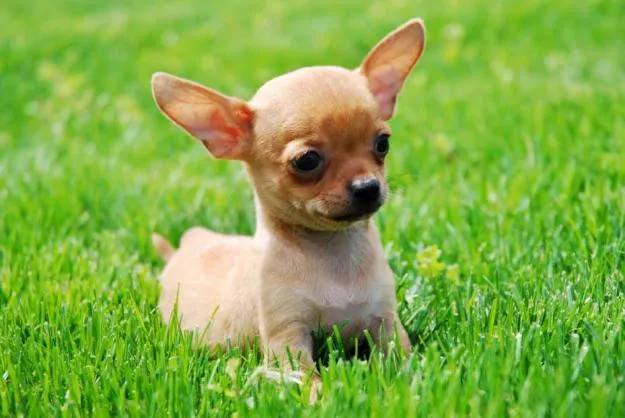 Chihuahua | DOGBLOG