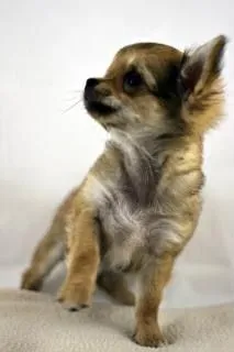 Perro Chihuahua | Fotos y Vectores gratis