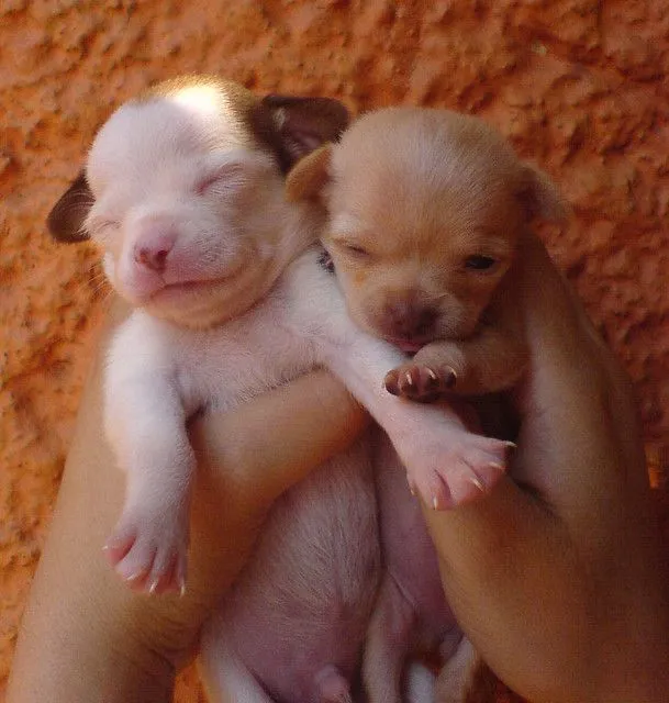 chihuahua - a gallery on Flickr