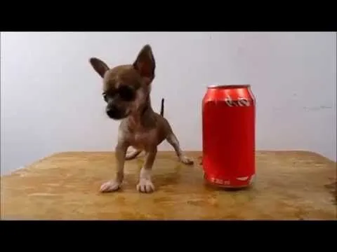 VENTA DE CHIHUAHUAS DE BOLSILLO **MICRO CHIHUAHUAS EN VENTA ...