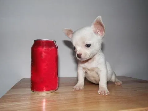 Chihuahua Golondrina Tacita de Te – Venta de Cachorros Chihuahua ... Chihuahua Golondrina Tacita de Te – Venta de Cachorros Chihuahua ...