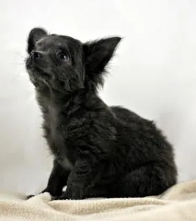 Chihuahua, peludos | Descargar Fotos gratis Chihuahua, peludos | Descargar Fotos gratis