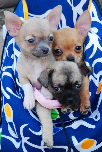 Perros chihuahua en adopcion 2014 - Imagui