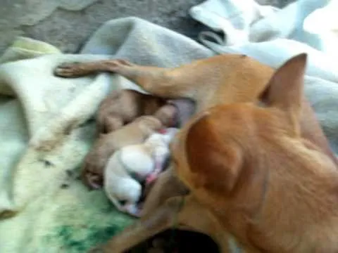 CHIHUAHUA RECIEN NACIDOS LA MIA - YouTube