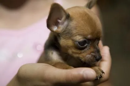 Datos del Chihuahua taza de té | PERROSPEDIA