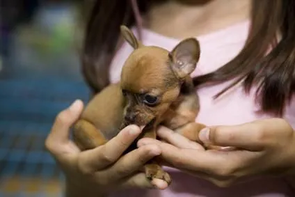 chihuahua tacita de te | PERROSPEDIA