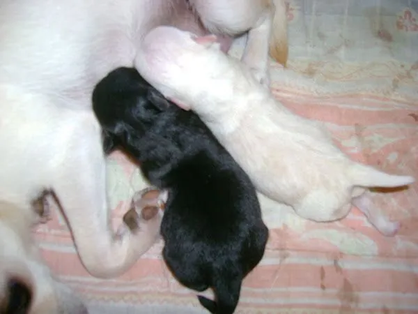 chihuahuas (2) | Cuidar de tu perro es facilisimo. chihuahuas (2) | Cuidar de tu perro es facilisimo.