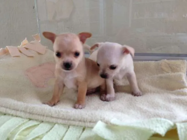 Chihuahuas cabeza de manzana machos pedigree a - Ciudad de ... Chihuahuas cabeza de manzana machos pedigree a - Ciudad de ...