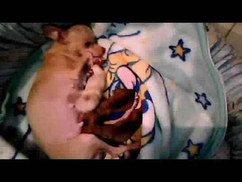 CHIHUAHUEÑOS RECIEN NACIDOS - YouTube