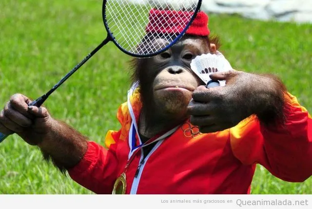 Chimpancé | ¡Qué animalada! | Las fotos, los vídeos y los gifs más ... Chimpancé | ¡Qué animalada! | Las fotos, los vídeos y los gifs más ...