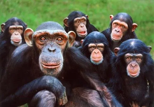 los chimpances son uno de los animales que mas simpatia despiertan en ...