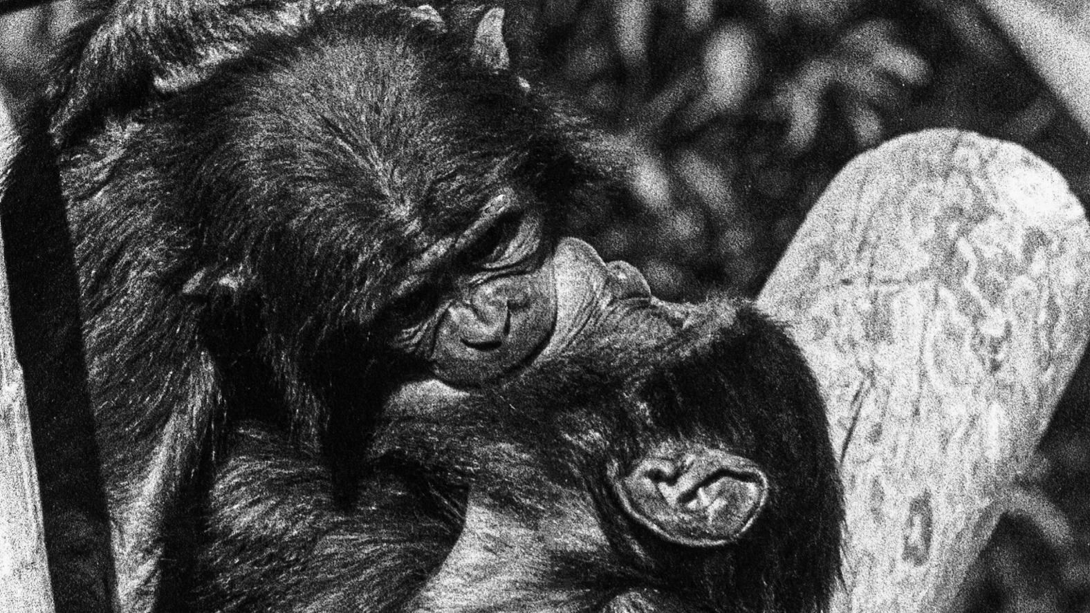 Chimpancés asexuales y bonobos bisexuales: lo que revela el sexo de los primates sobre los humanos | Noticias de México | EL IMPARCIAL Chimpancés asexuales y bonobos bisexuales: lo que revela el sexo de los primates sobre los humanos | Noticias de México | EL IMPARCIAL