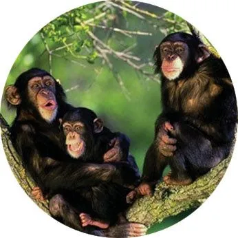 Los chimpancés son generosos por naturaleza - Barahonero.com