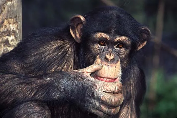 Chimpancés | Transformando el infierno