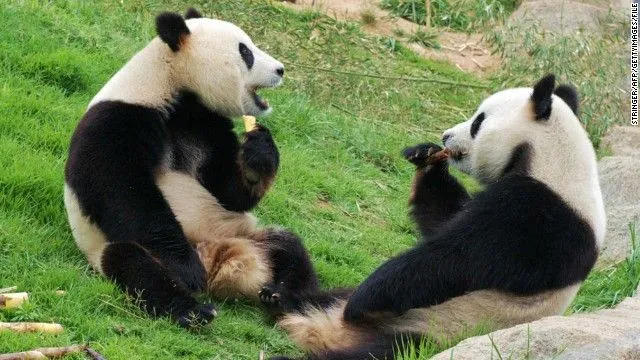 China launches 24/7 live panda broadcast - CNN.