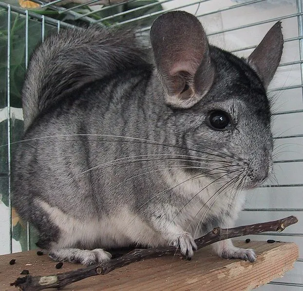 Chinchilla (Chinchilla Lanigera) - Animals - A-Z Animals - Animal ...