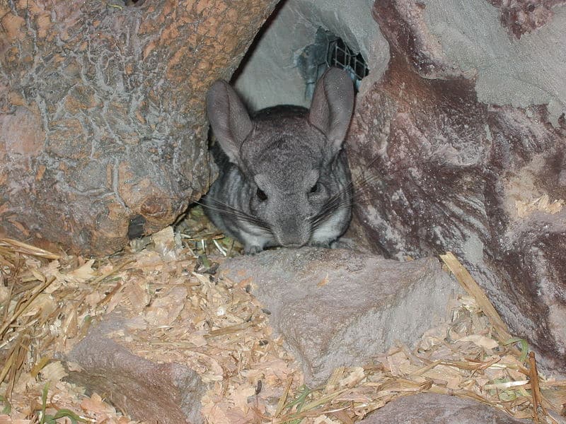 Chinchilla (Chinchilla Lanigera) - Animals - A-Z Animals - Animal ...