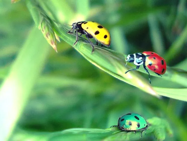 Chinitas de colores | Flickr - Photo Sharing!
