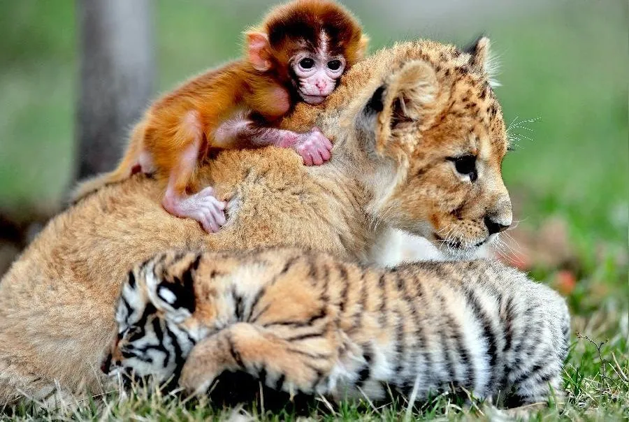 Chino con Tenedor / NOTICIAS: Trillizos cachorro de tigre Chino con Tenedor / NOTICIAS: Trillizos cachorro de tigre